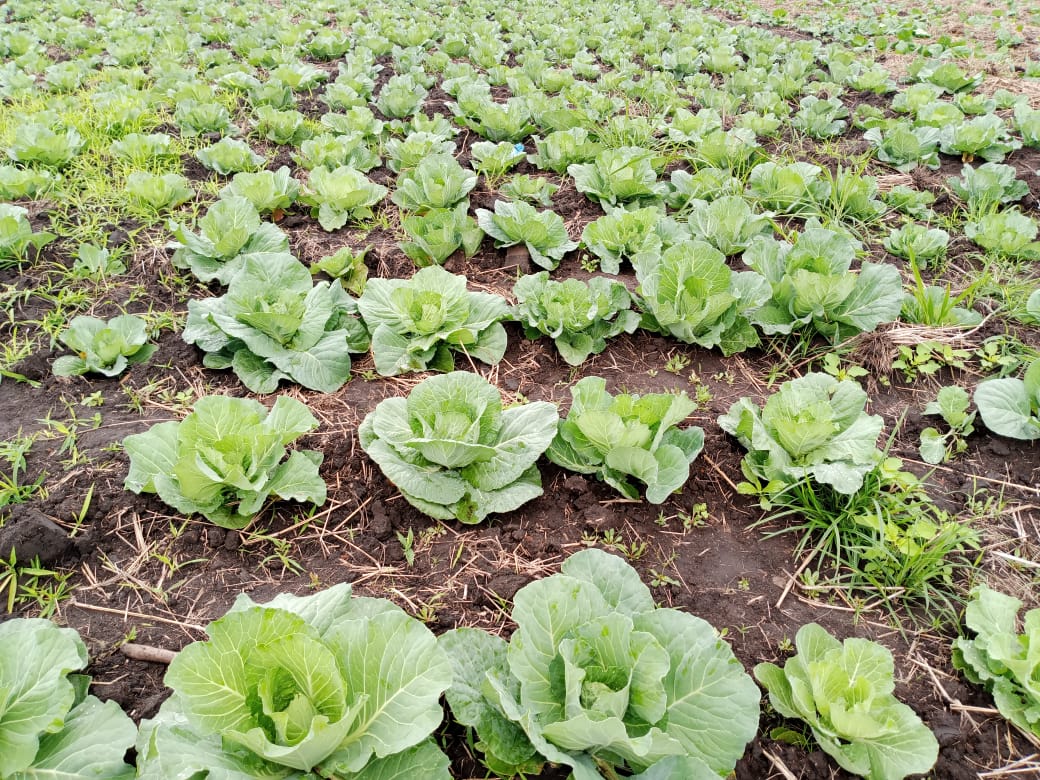 UNIÃO DISTRITAL DE CAMPONESES DE NHAMATANDA ENGAJADA NA PRODUÇÃO DE HORTÍCOLAS DIVERSAS