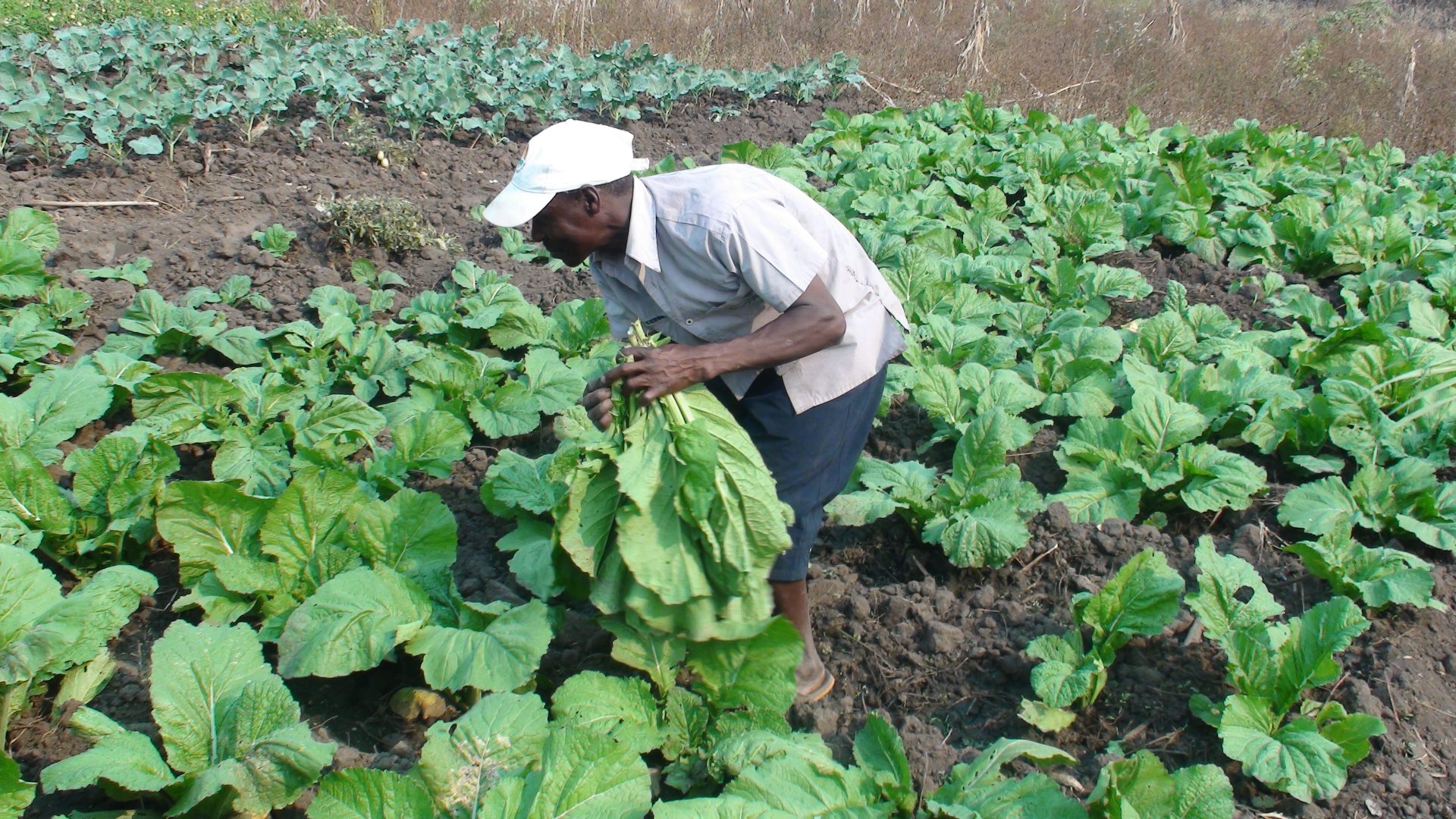 Desenvolvimento da organização rural e promoção da soberania alimentar através da multiplicação e transferência de sementes locais