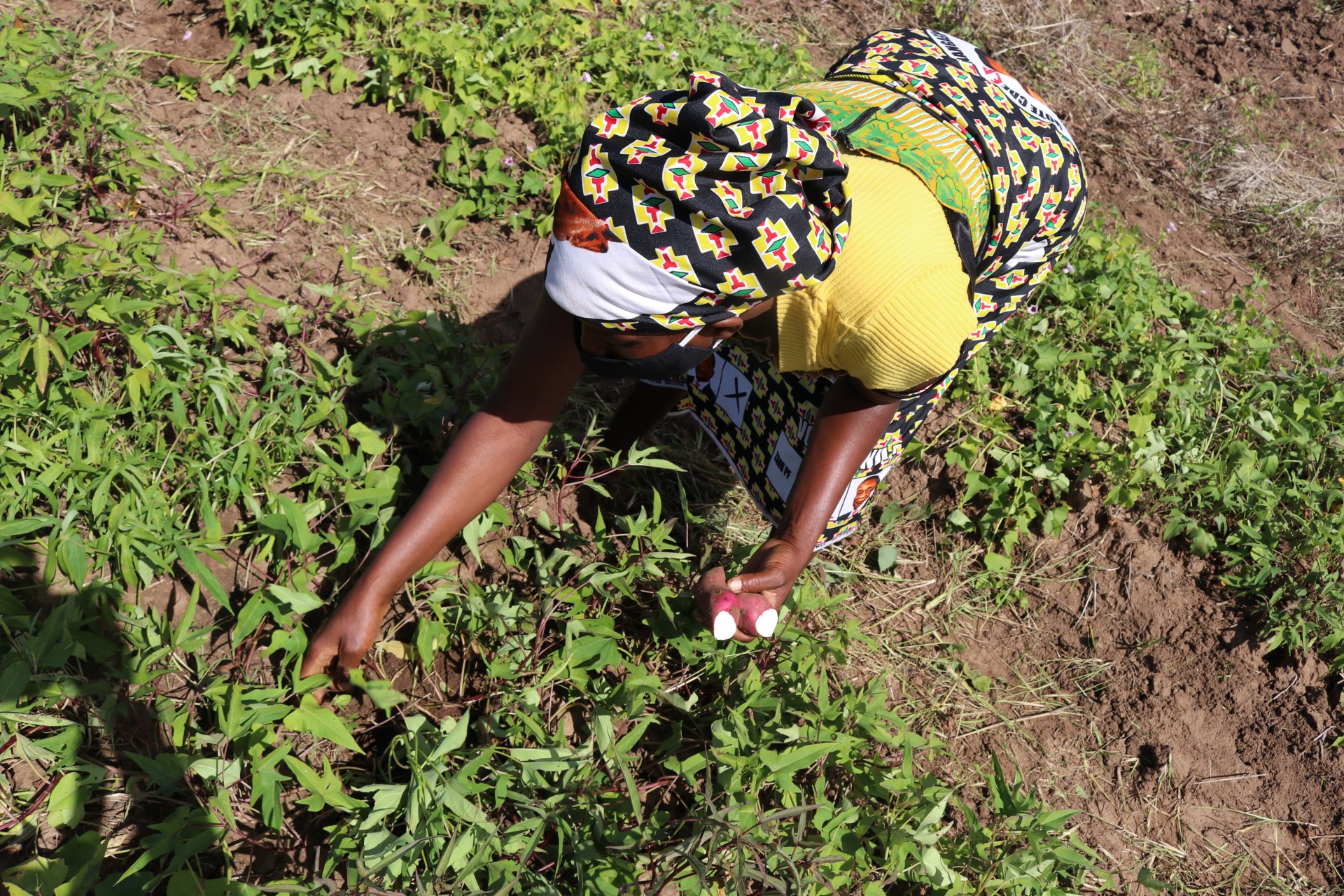 AGRICULTURA COMO EXEMPLO DE EMACIPAÇÃO DA MULHER