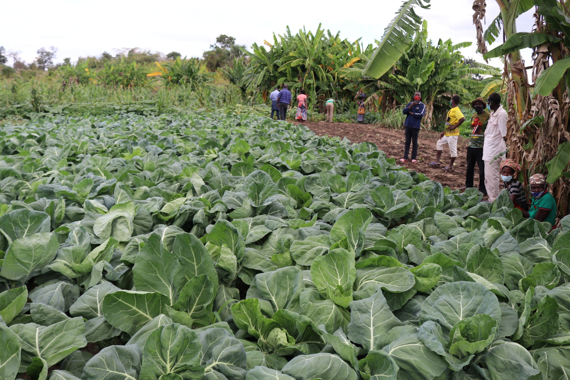 CAMPONESES DE NHAMATANDA ARRECADAM 14MIL DE PRODUÇÃO AGRÍCOLA