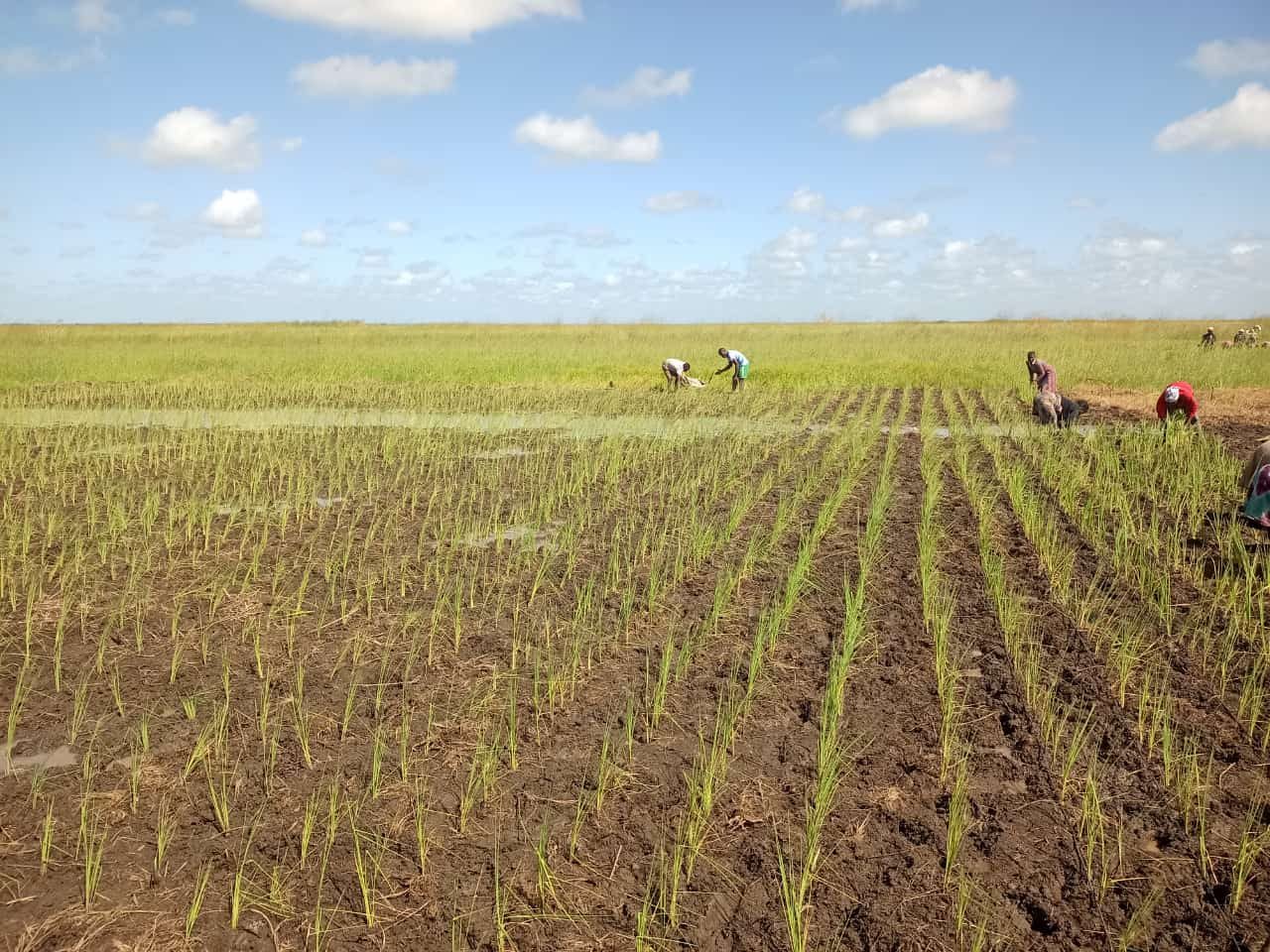 Promoção da soberania alimentar e da participação social e política das famílias de camponeses no distrito de Manjacaze