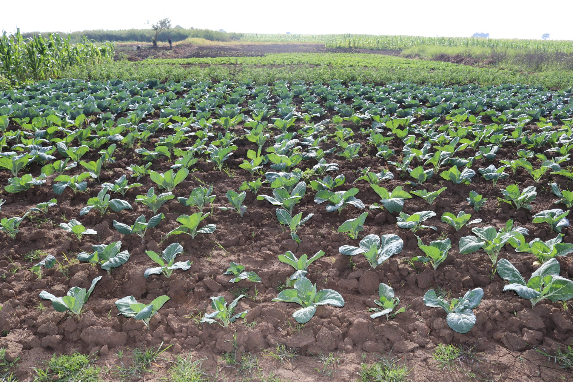 Fortalecer a segurança alimentar e nutricional das famílias camponesas no  distrito de Moamba