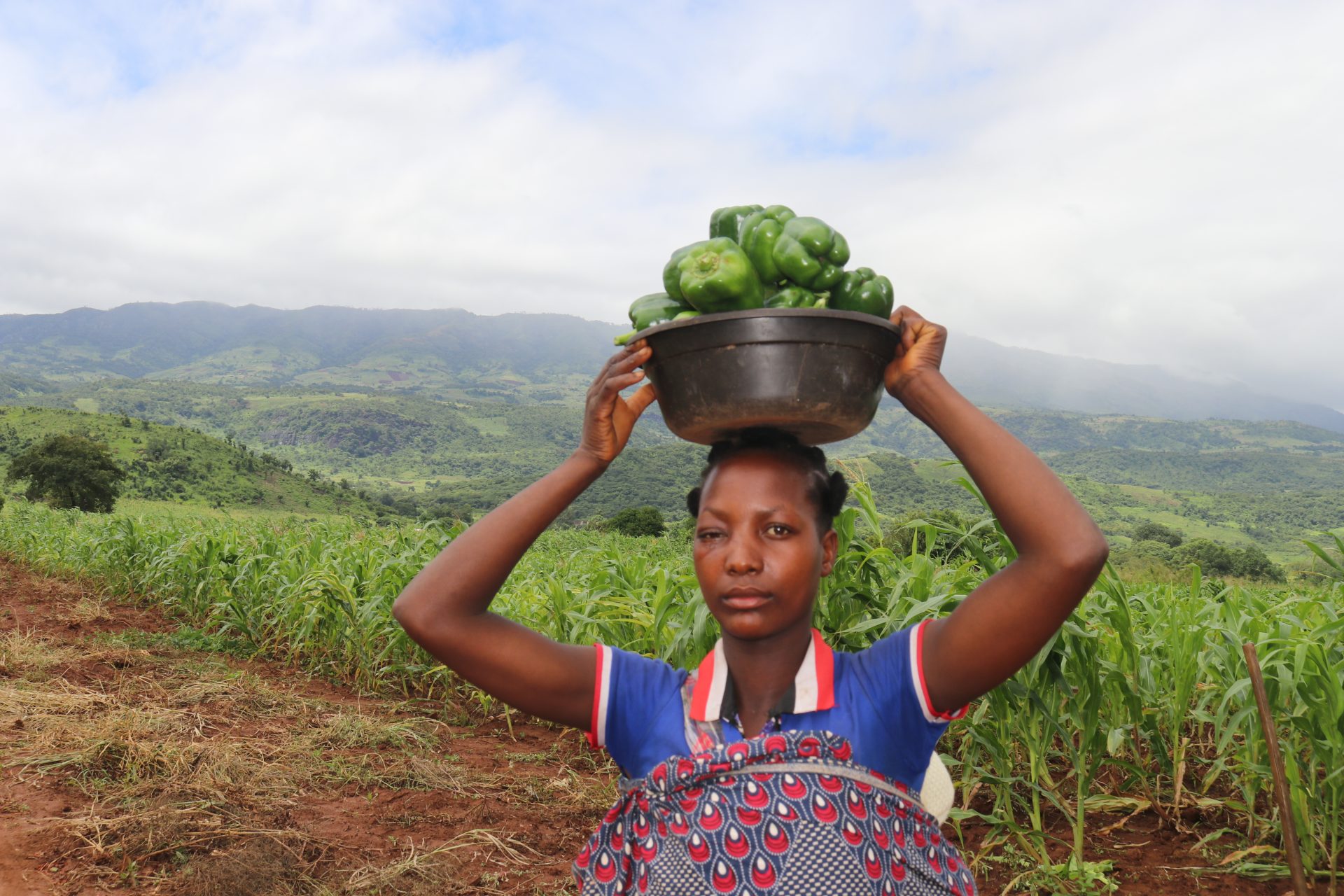 Fortalecimento das Capacidades Interventivas das UPCs norte em Agricultura Resiliente, Acção climática e Promoção de Igualdade de Género-Olipihana