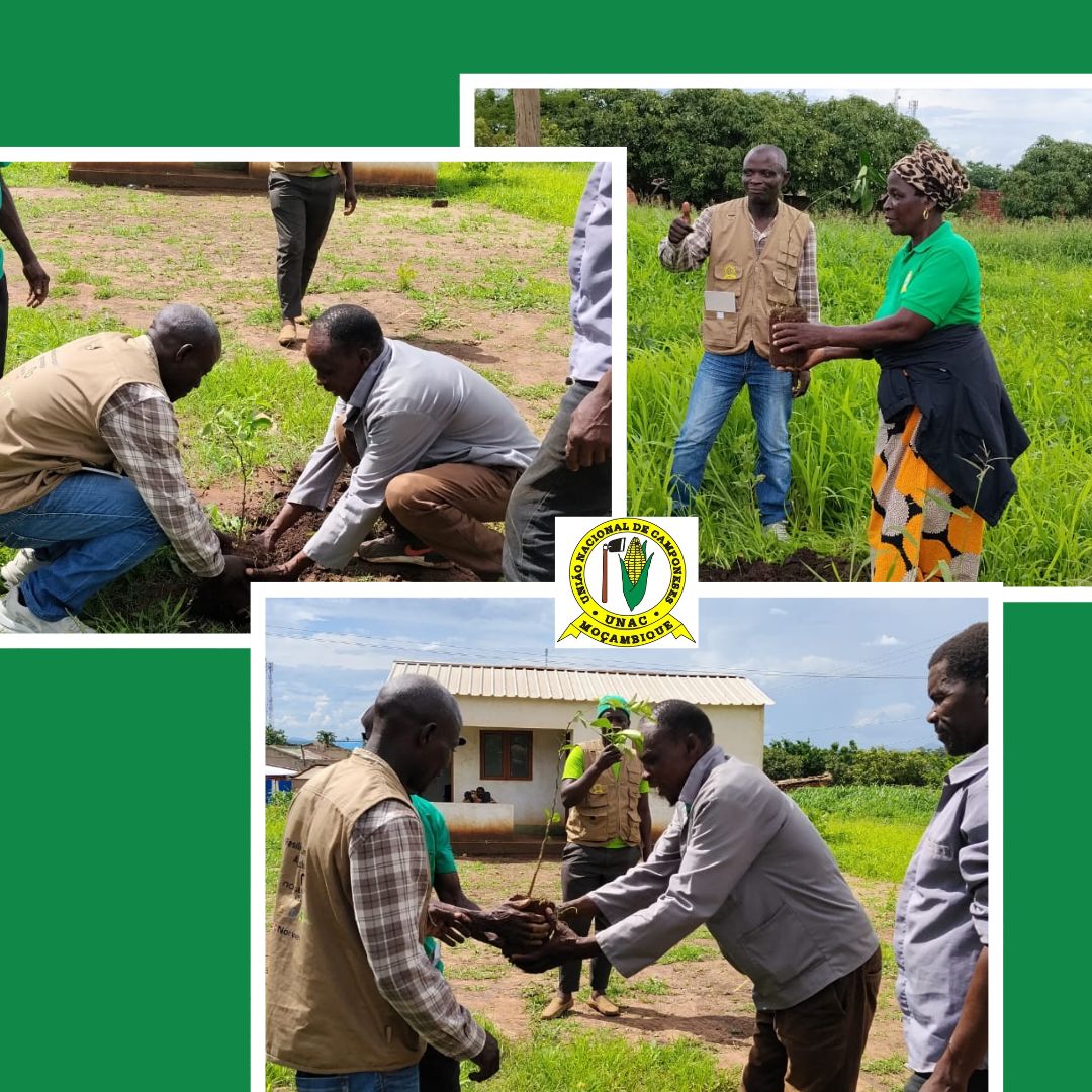 UNAC FOMENTA PLANTIO DE ÁRVORES EM GÚRUÈ CONTRA ACÇÃO CLIMÁTICA