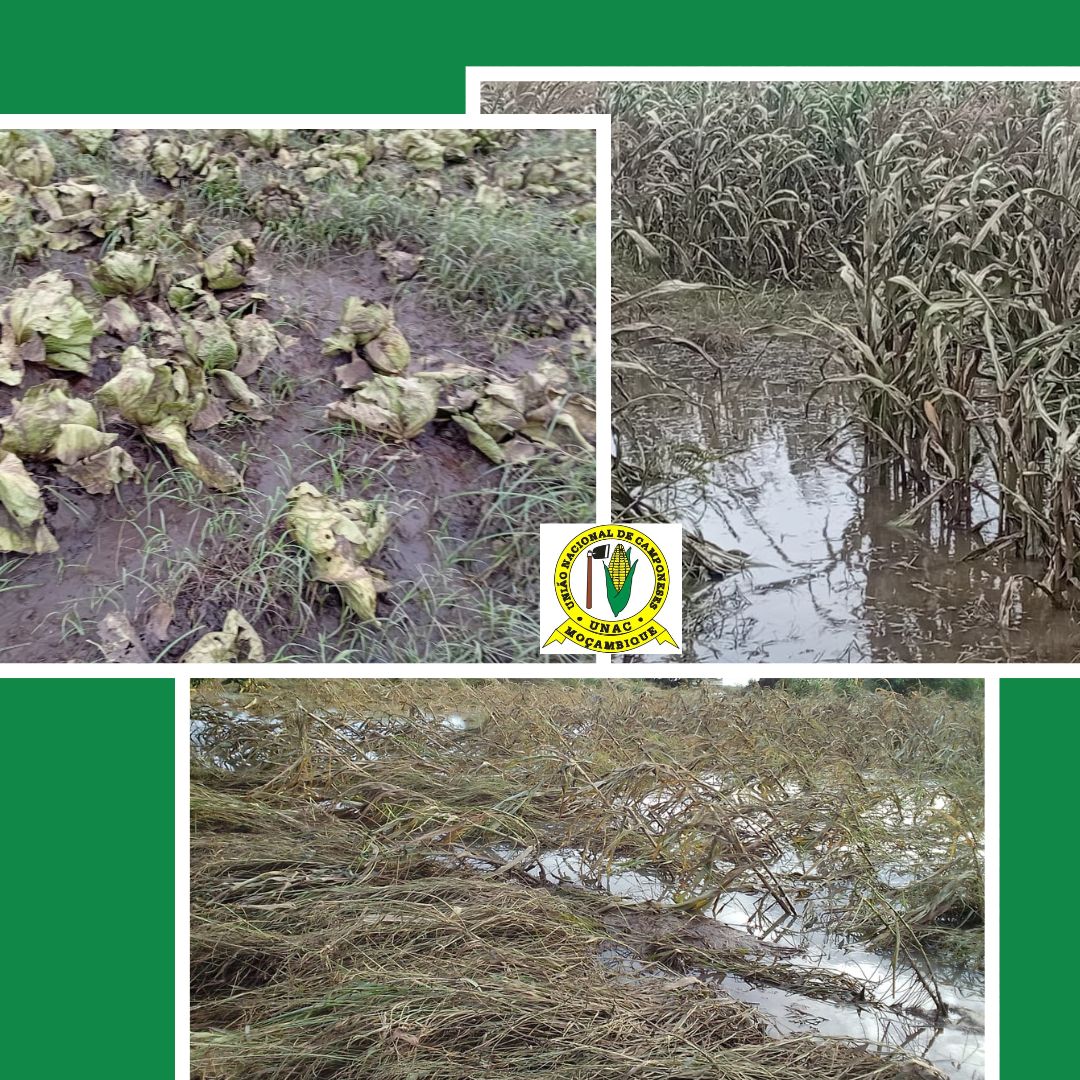 CERCA DE 166.308,31 HECTARES DE ÁREAS AGRÍCOLAS SUBMERSOS EM MOÇAMBIQUE