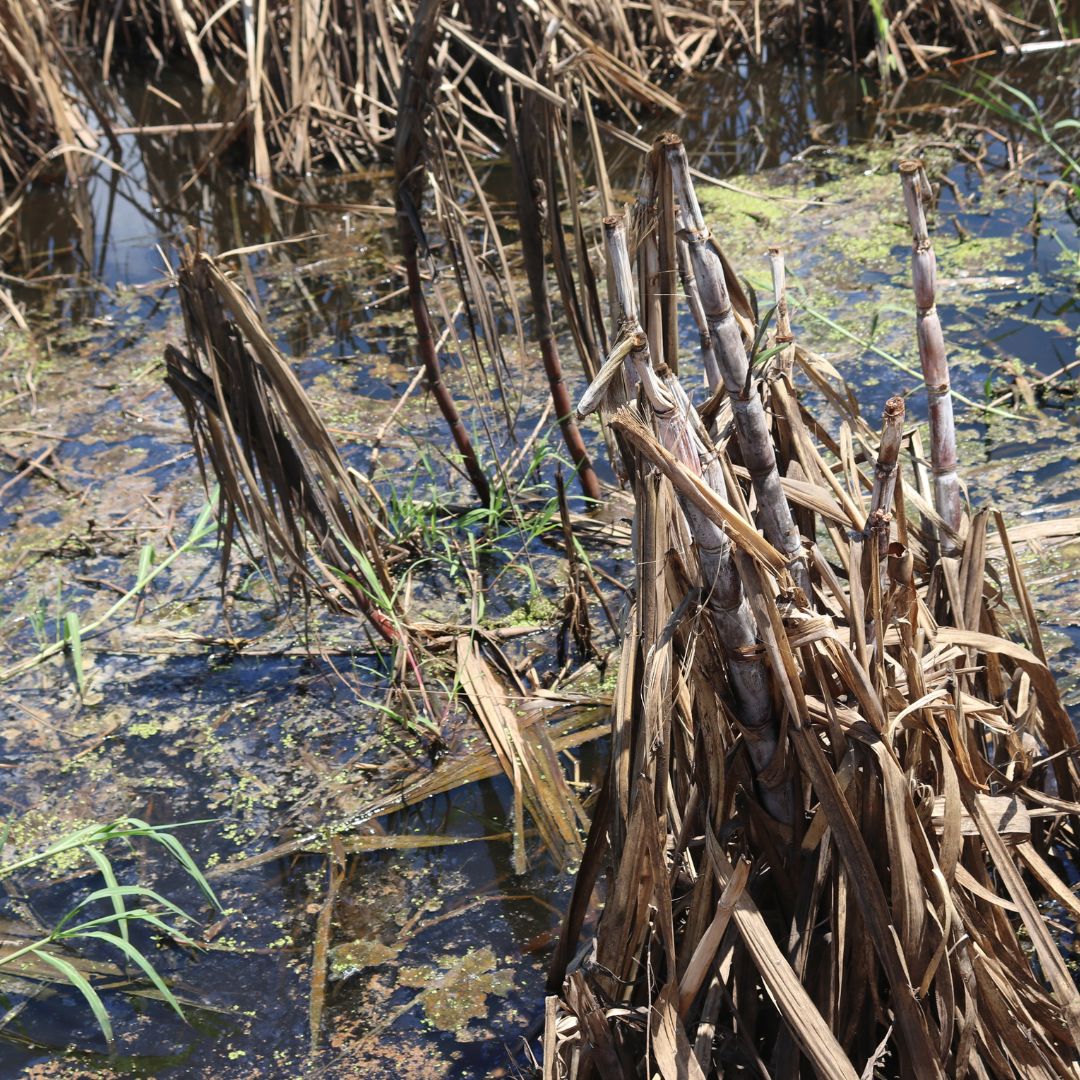 “TINHA 7,5 HECTARES DE CANA-SACARINA E PERDI TUDO”