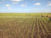 CAMPONESES DE BÚZI  ENGAJADOS NA PRODUÇÃO DE ARROZ  LOCAL